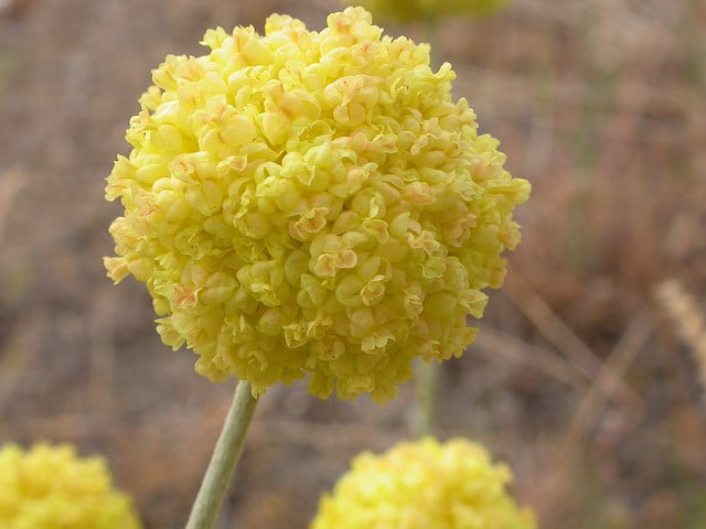 Eriogonum ovalifolium
