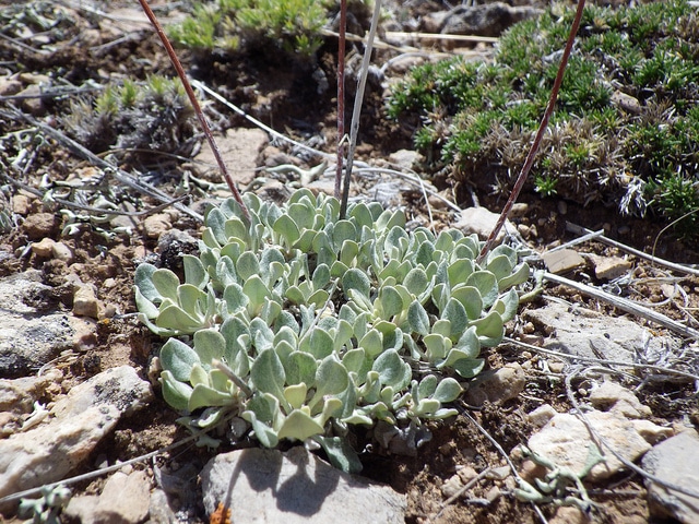 Eriogonum ovalifolium