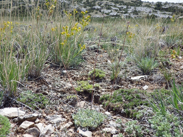 Eriogonum ovalifolium (Eriogonum ovalifolium)