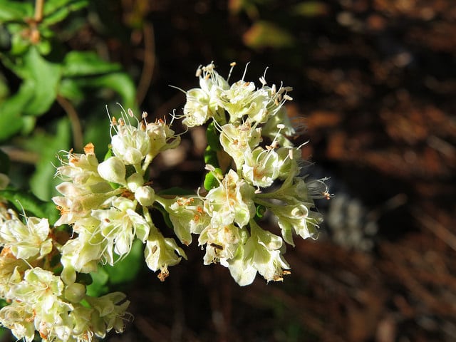 Eriogonum tomentosum