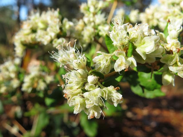 Eriogonum tomentosum