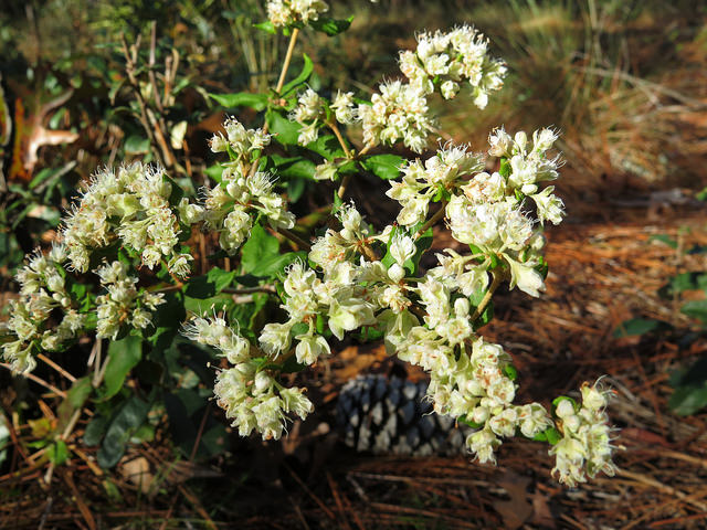 Eriogonum tomentosum (Eriogonum tomentosum)