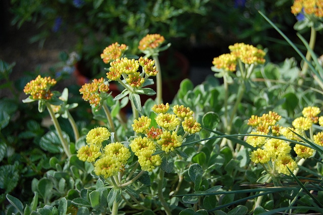 Eriogonum umbellatum