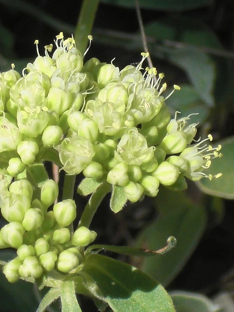 Eriogonum umbellatum