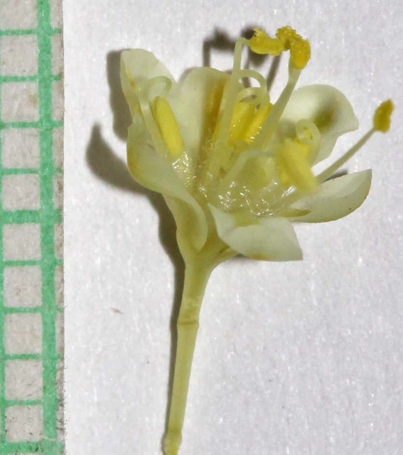 Eriogonum umbellatum