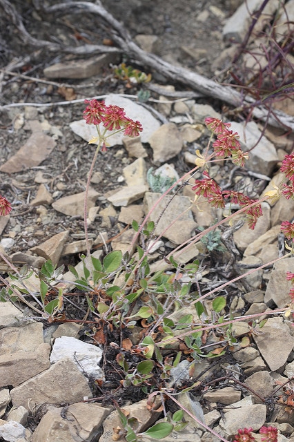 Eriogonum umbellatum