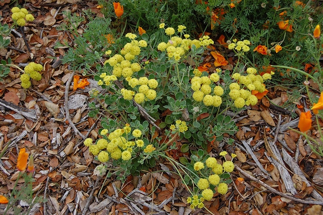 Eriogonum umbellatum