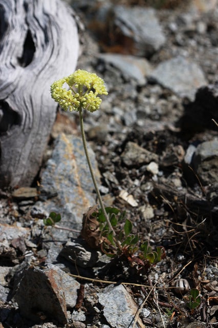Eriogonum umbellatum