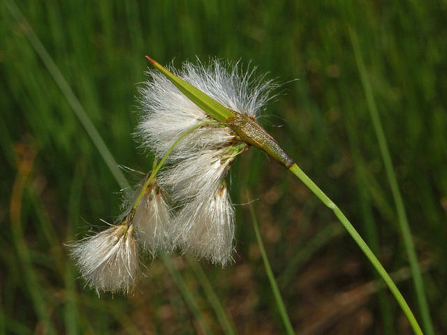Linaigrette à feuilles étroites (Eriophorum angustifolium)