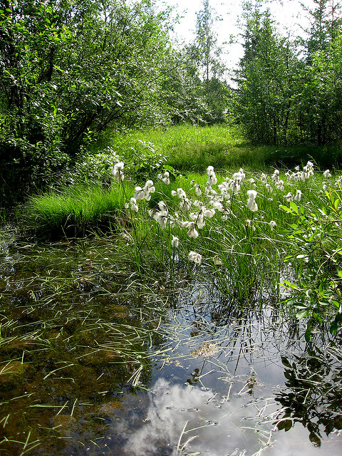 Linaigrette grêle (Eriophorum gracile)