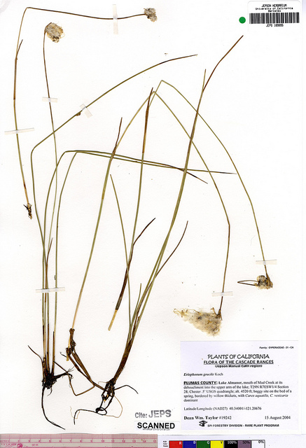Linaigrette grêle