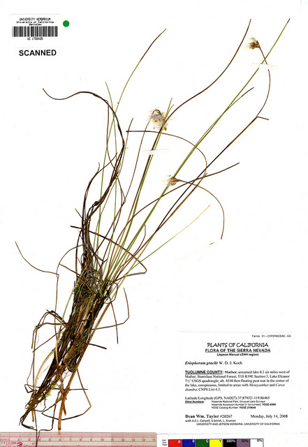 Linaigrette grêle