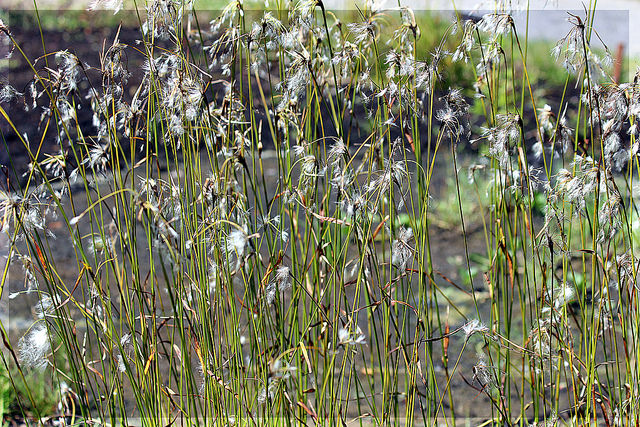 Linaigrette à larges feuilles (Eriophorum latifolium)