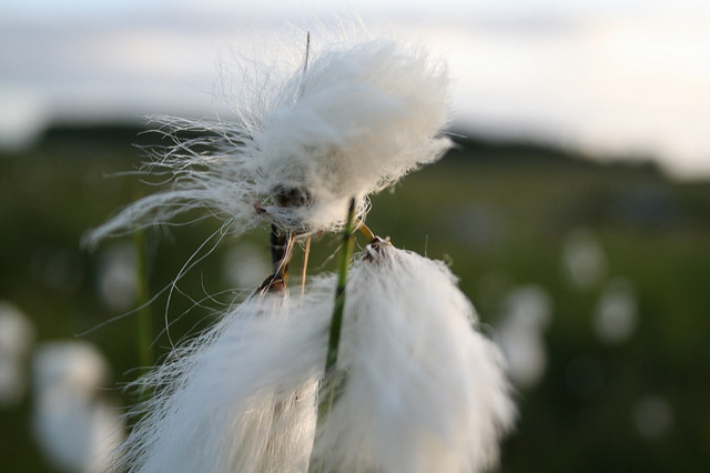 Linaigrette à larges feuilles