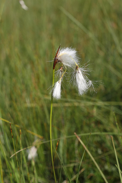 Linaigrette à larges feuilles