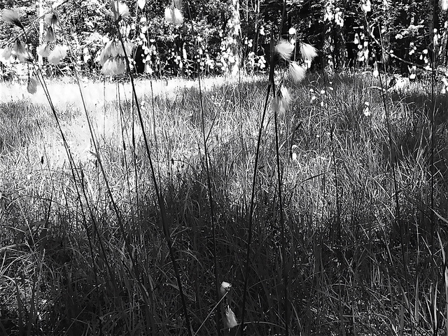 Linaigrette à larges feuilles