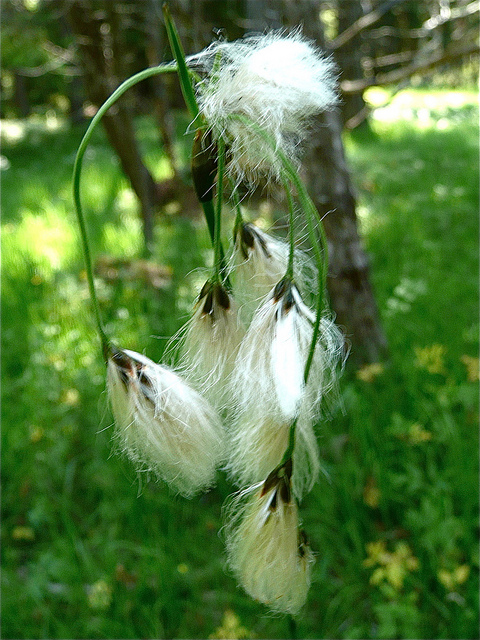 Linaigrette à larges feuilles