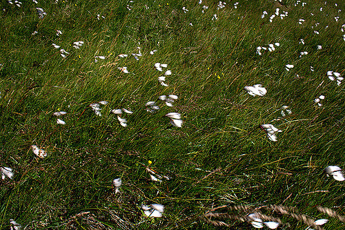 Linaigrette de scheuchzer