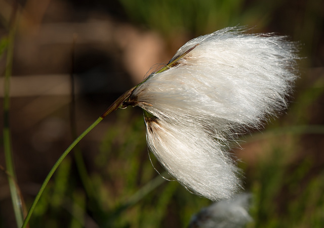 Linaigrette de scheuchzer