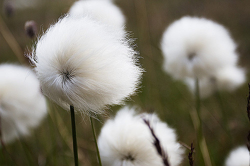 Linaigrette de scheuchzer