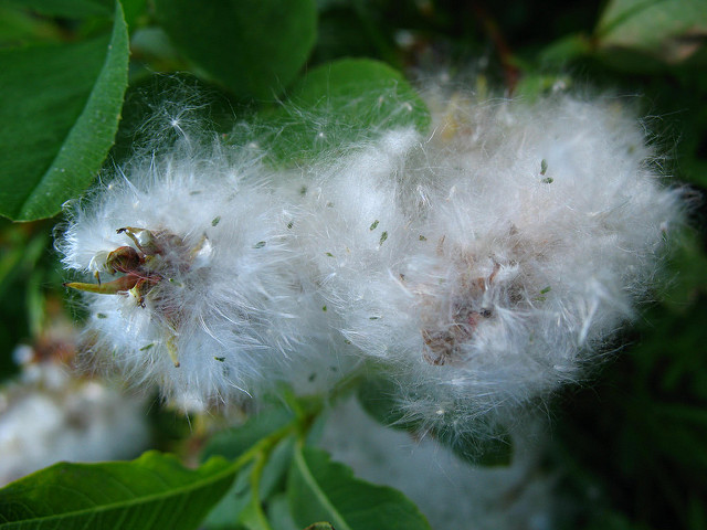 Linaigrette de scheuchzer