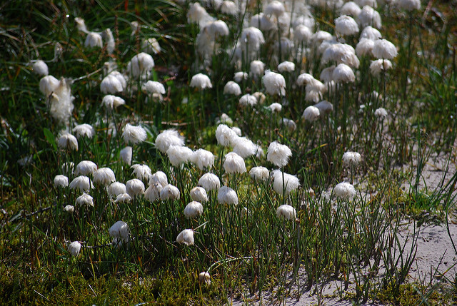 Linaigrette de scheuchzer