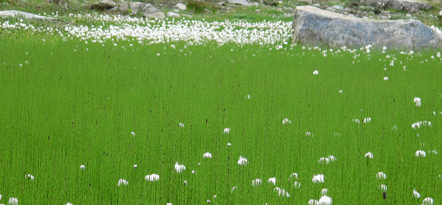 Linaigrette de scheuchzer (Eriophorum scheuchzeri)