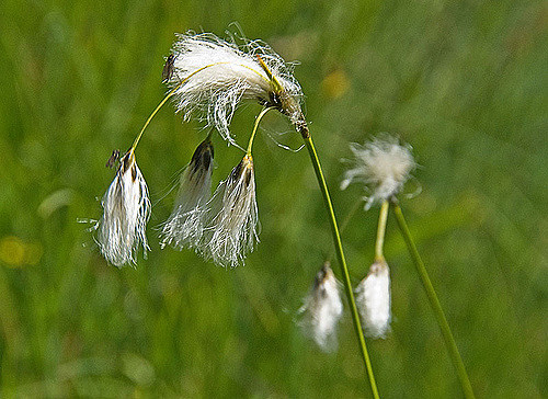 Linaigrette à gaines (Eriophorum vaginatum)