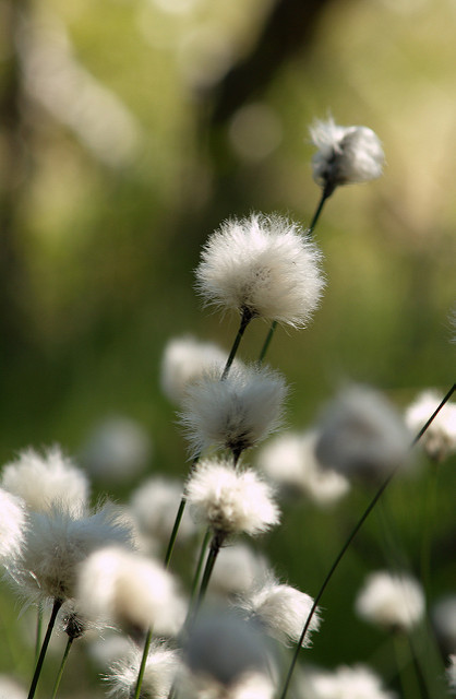 Linaigrette à gaines