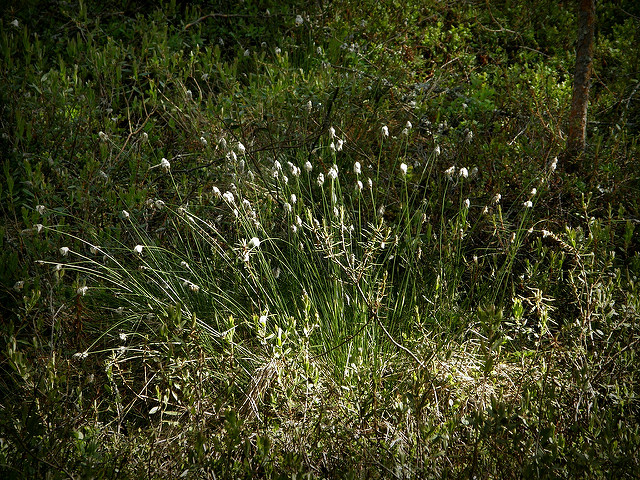 Linaigrette à gaines