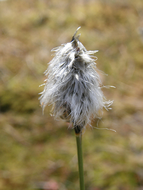 Linaigrette à gaines