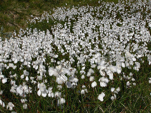 Linaigrette à gaines