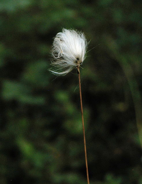 Linaigrette à gaines