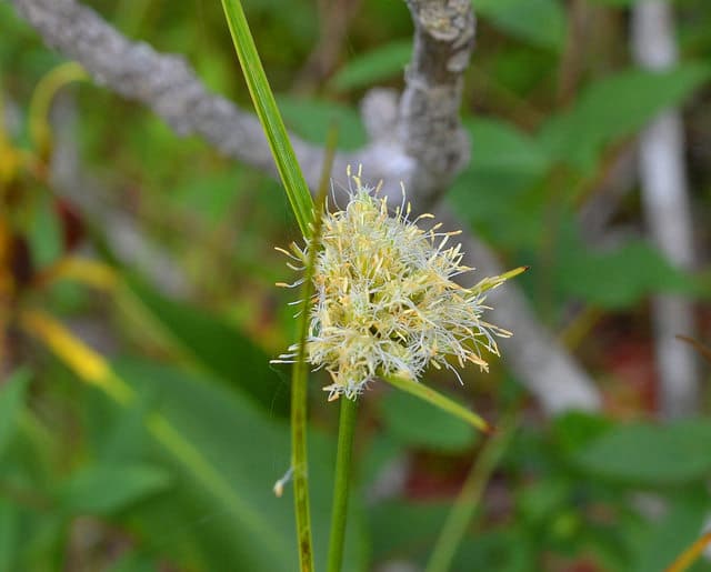 Eriophorum virginicum