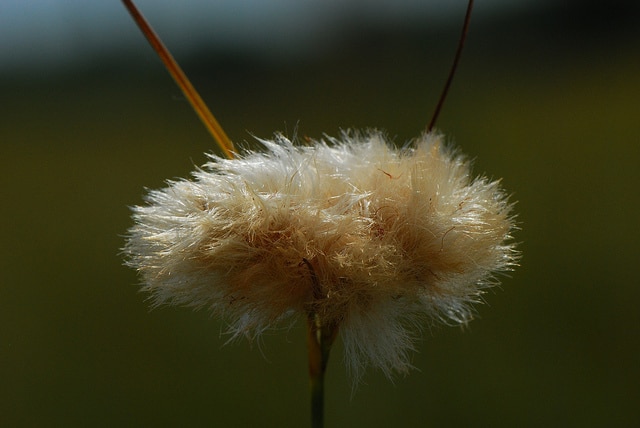 Eriophorum virginicum