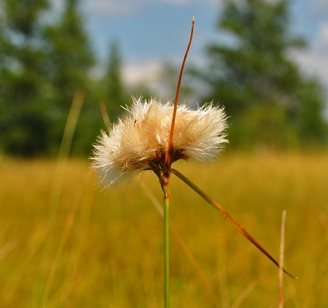 Eriophorum virginicum