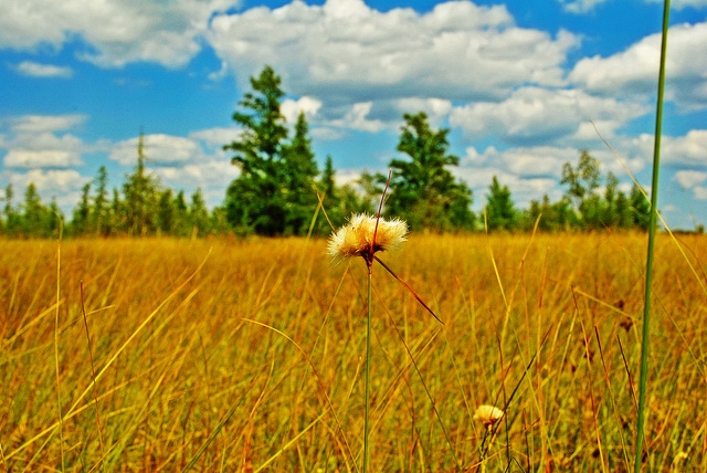 Eriophorum virginicum