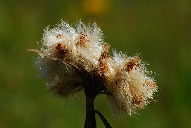 Eriophorum virginicum