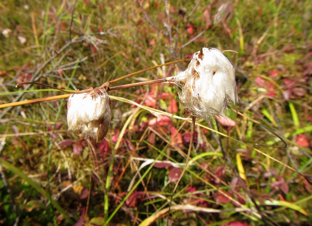 Eriophorum virginicum