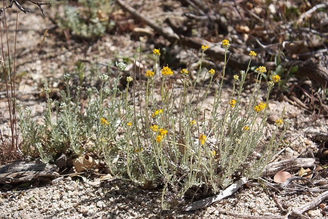 Eriophyllum confertiflorum