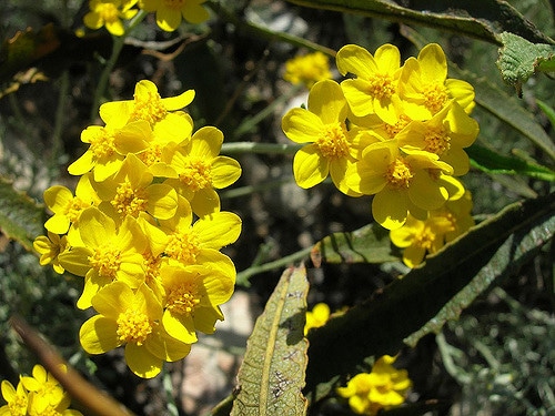 Eriophyllum confertiflorum