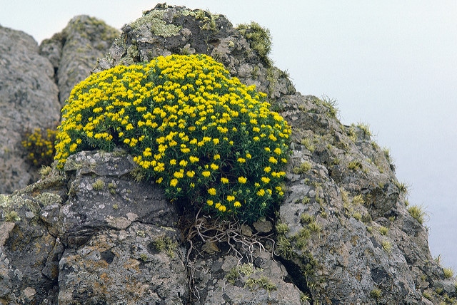 Eriophyllum confertiflorum