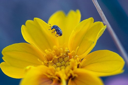 Eriophyllum confertiflorum