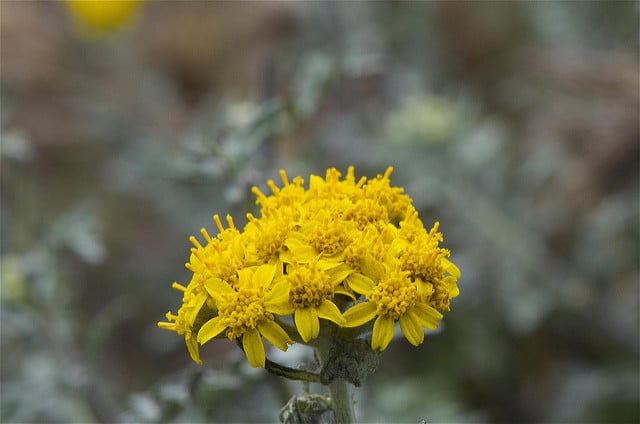 Eriophyllum confertiflorum