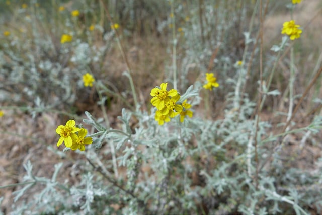Eriophyllum confertiflorum