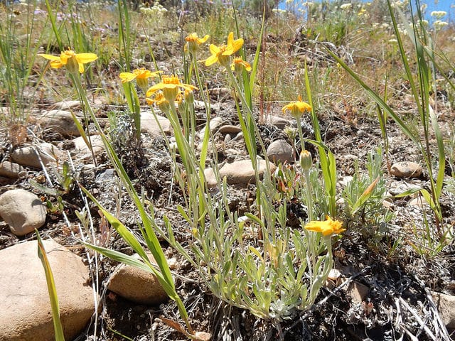 Eriophyllum lanatum