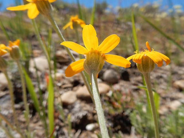 Eriophyllum lanatum