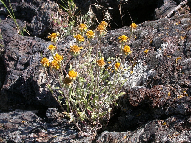 Eriophyllum lanatum
