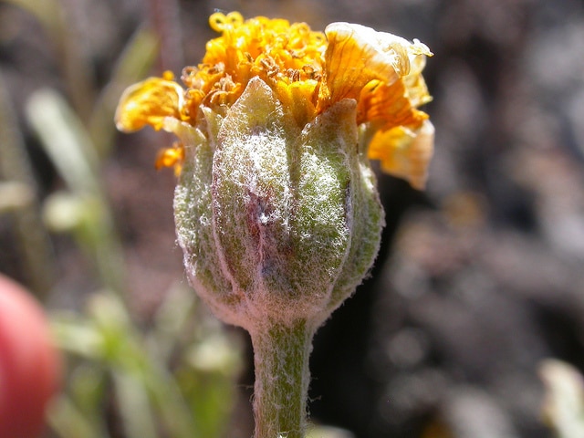 Eriophyllum lanatum