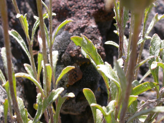 Eriophyllum lanatum